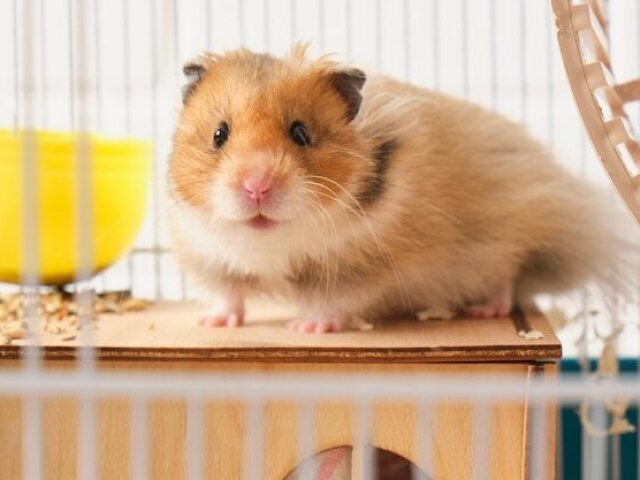 Hamster