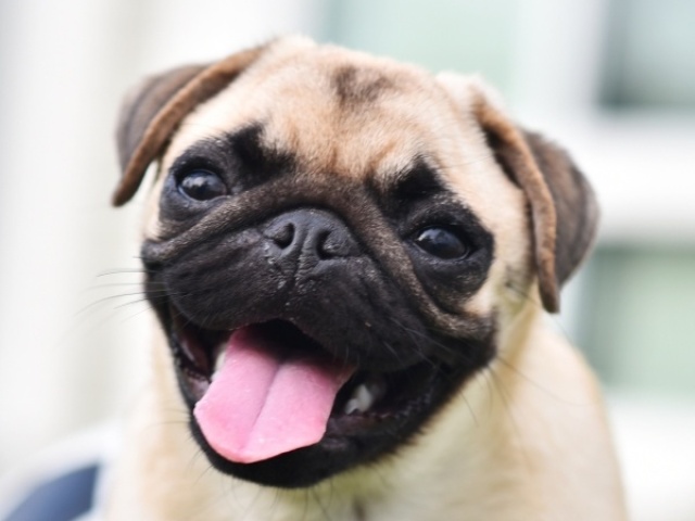 Pug