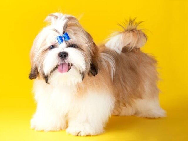 Shih-tzu