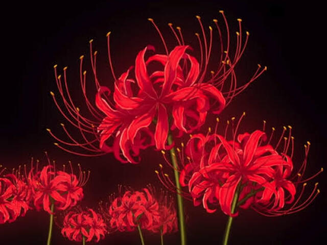 Lírio-da-aranha vermelho