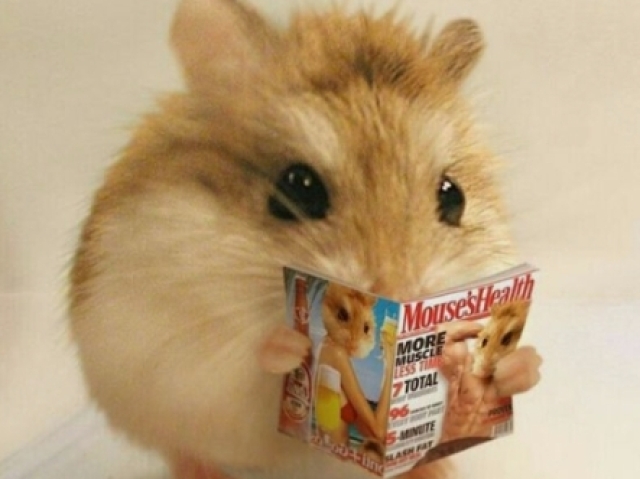 Hamster