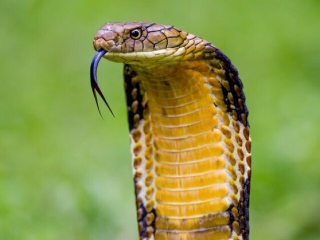 cobra