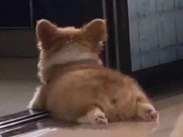 Corgi