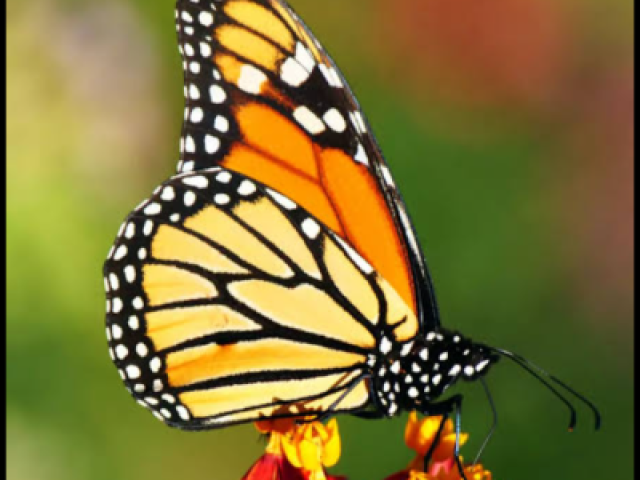 Borboleta