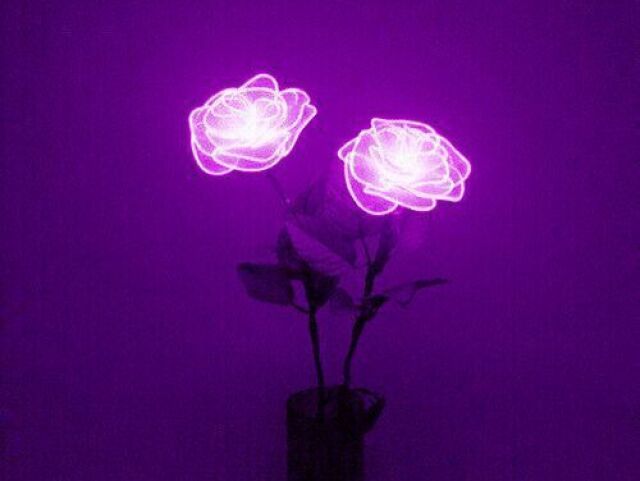 roxo/rosa