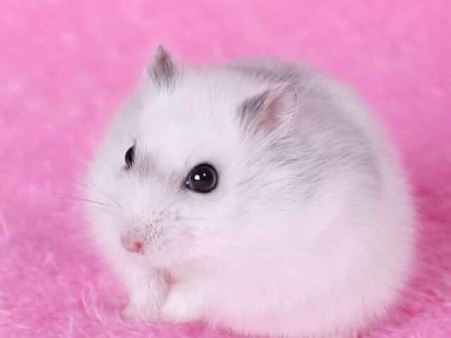 Hamster