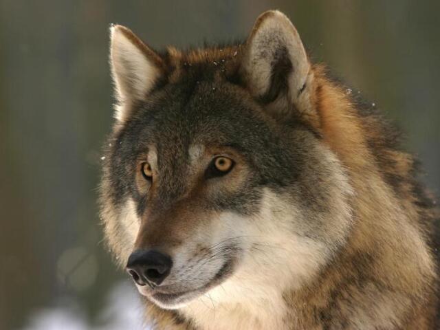 Lobo