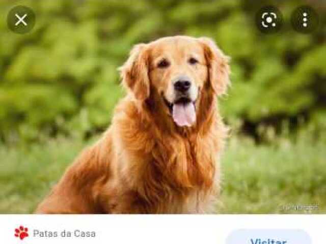 Cachorro