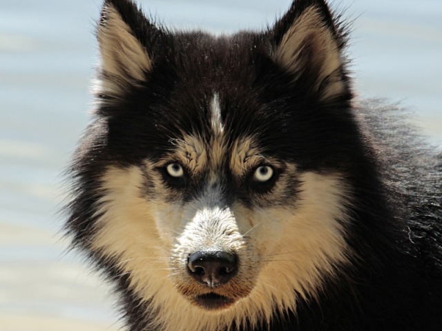 Malamute do alaska