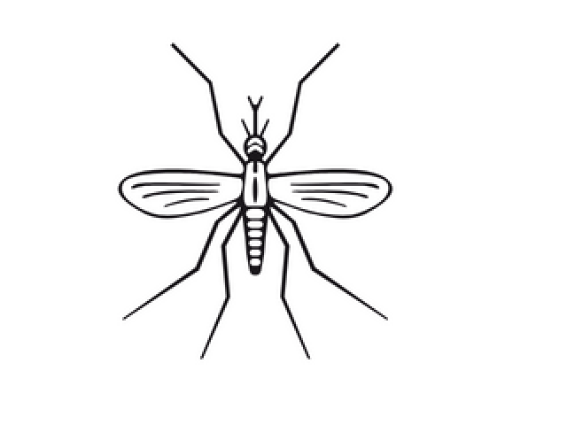 MOSQUITO