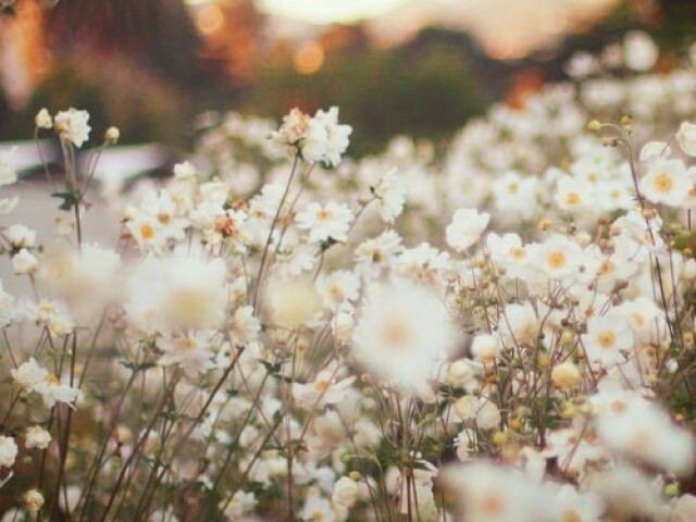 Primavera!!!