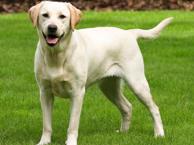 Labrador