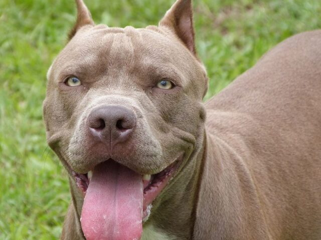Pit Bull