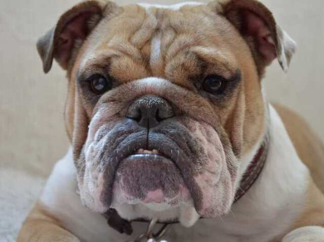 Buldogue inglês