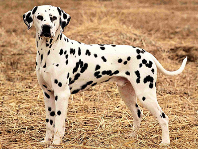 Dálmata