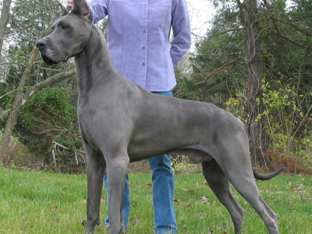 Dogue alemão