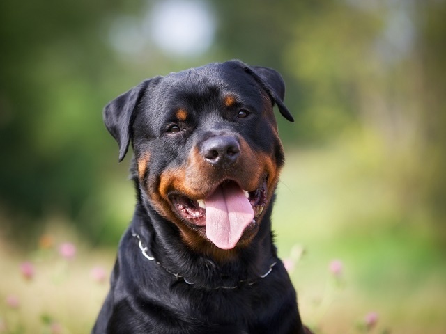 Rottweiler