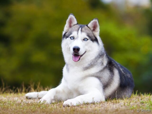 Husck siberiano