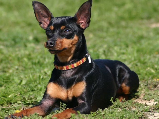 Pinscher