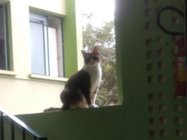 Farfinir