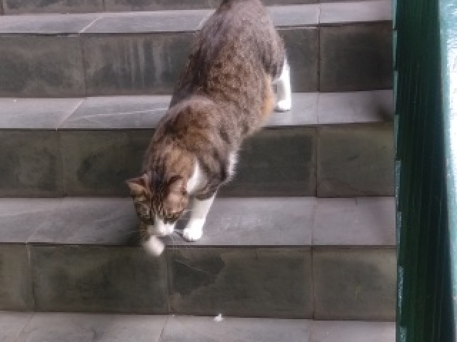 Tom