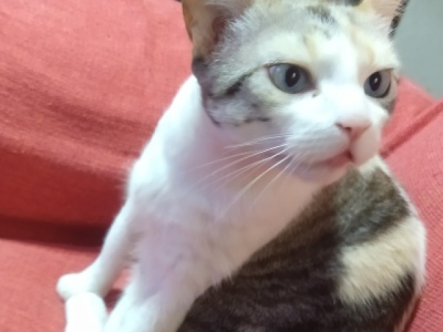 Saphira