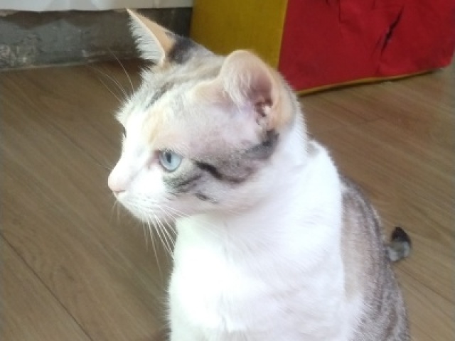 Gata