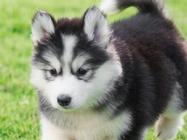 Husky