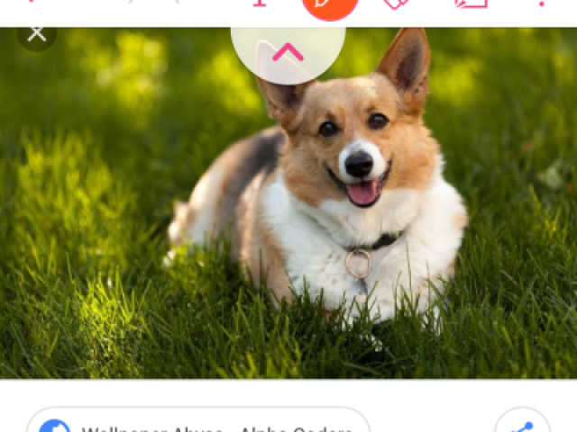 Corgi