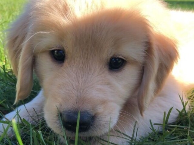 Cachorrinho(qualquer raça)