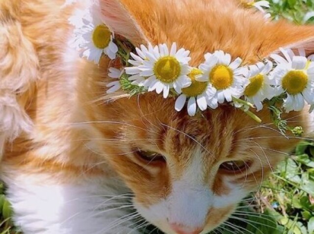 MiaâĄ