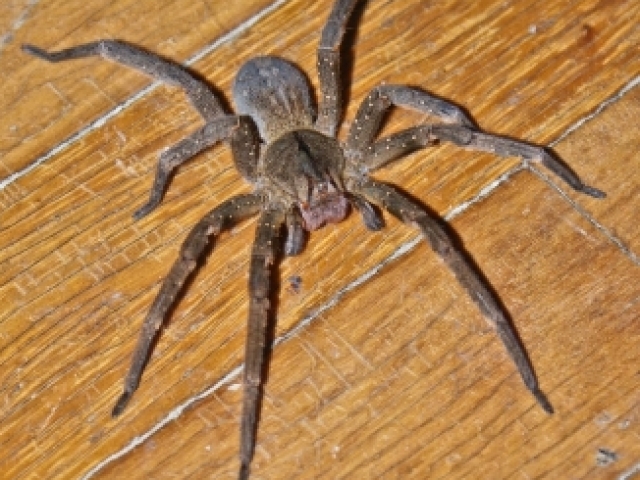 Aranhas