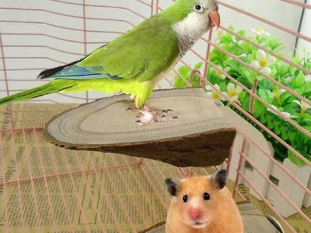 hamster e papagaio