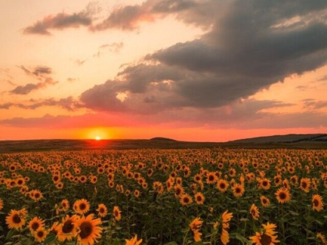 Ao campo de flores?