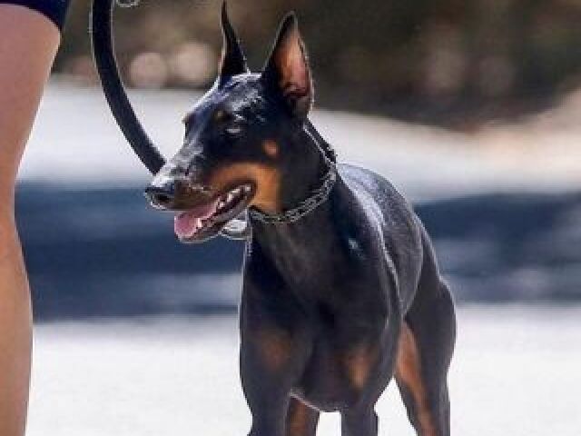 Doberman