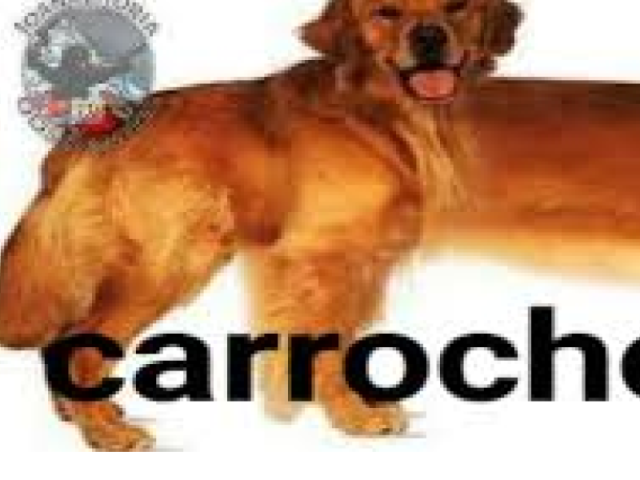 Carrocho