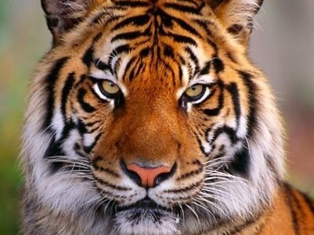 Tigre