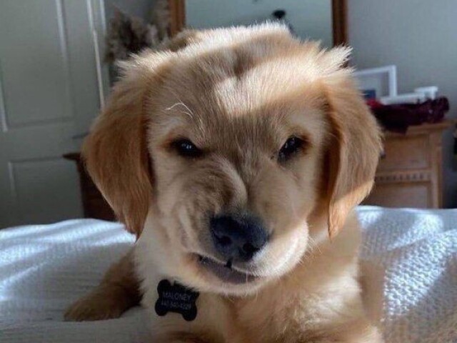 Cachorro