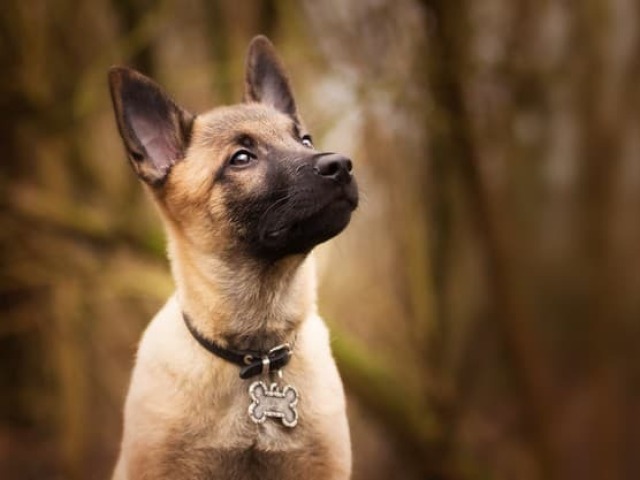 Cachorro