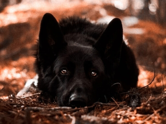 Cachorro.