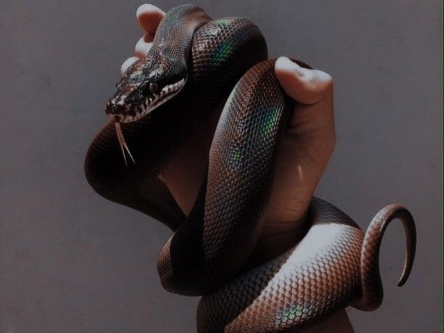 Cobra.