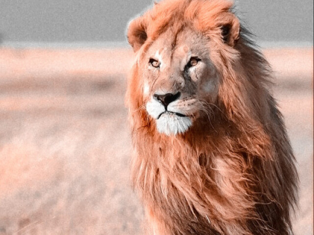 Leão.