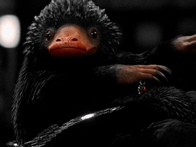 Pelúcio.