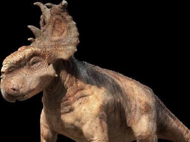 pachyrhinosaurus