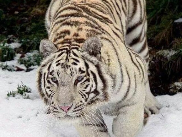 Tigre