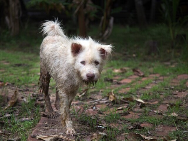 Cão de rua