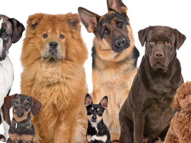 Adivinhe a raça do doguinho pela imagem!!!