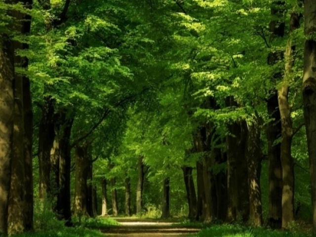 Floresta