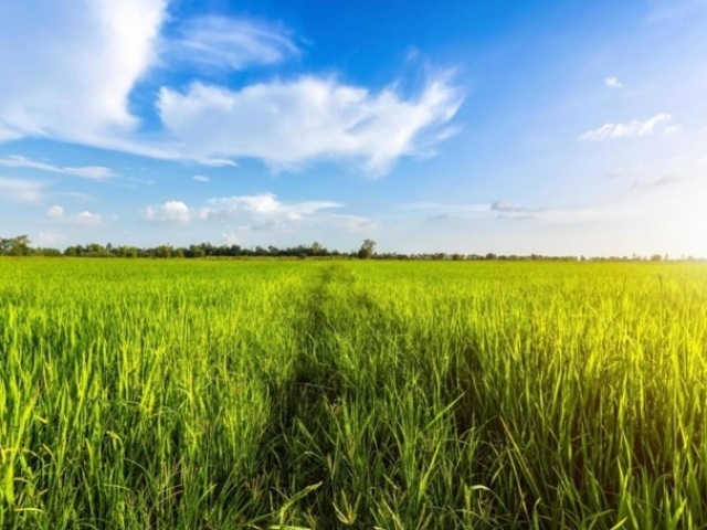 Campo