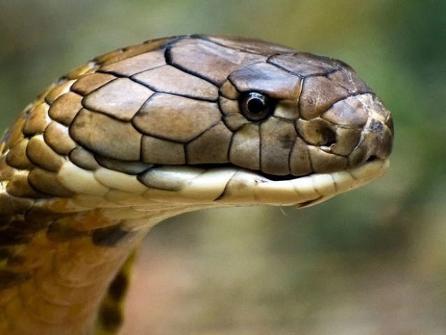 Cobra